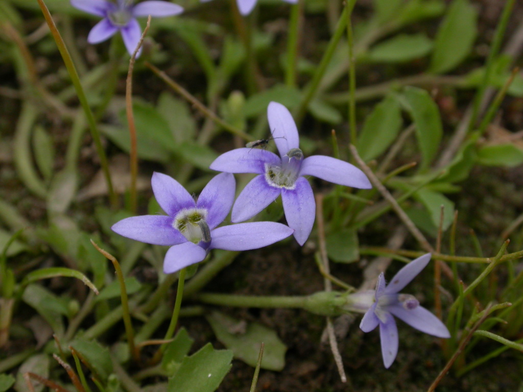 Isotoma fluviatilis (hero image)