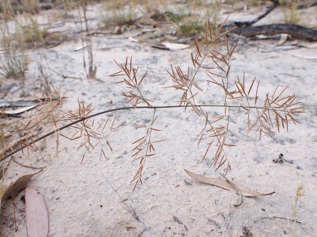 Eragrostis lacunaria (hero image)