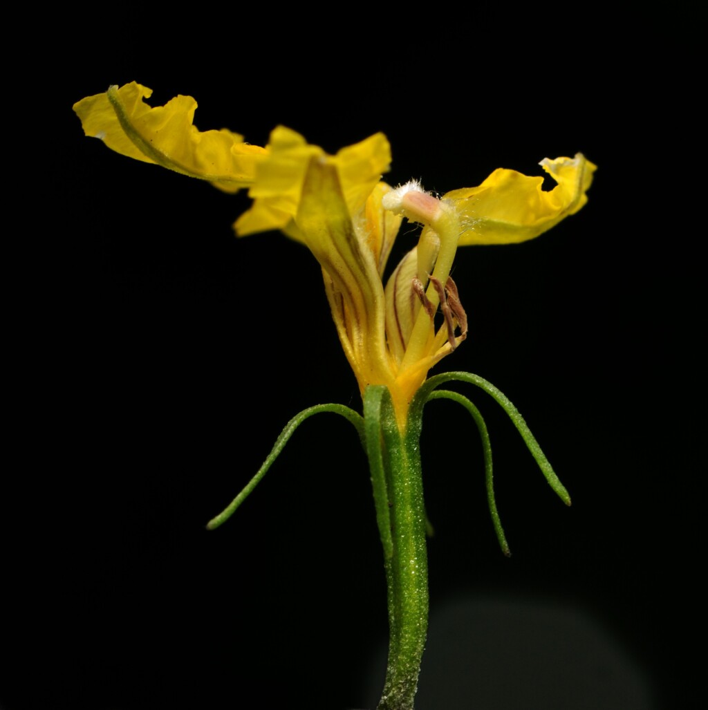 Goodenia ovata (hero image)