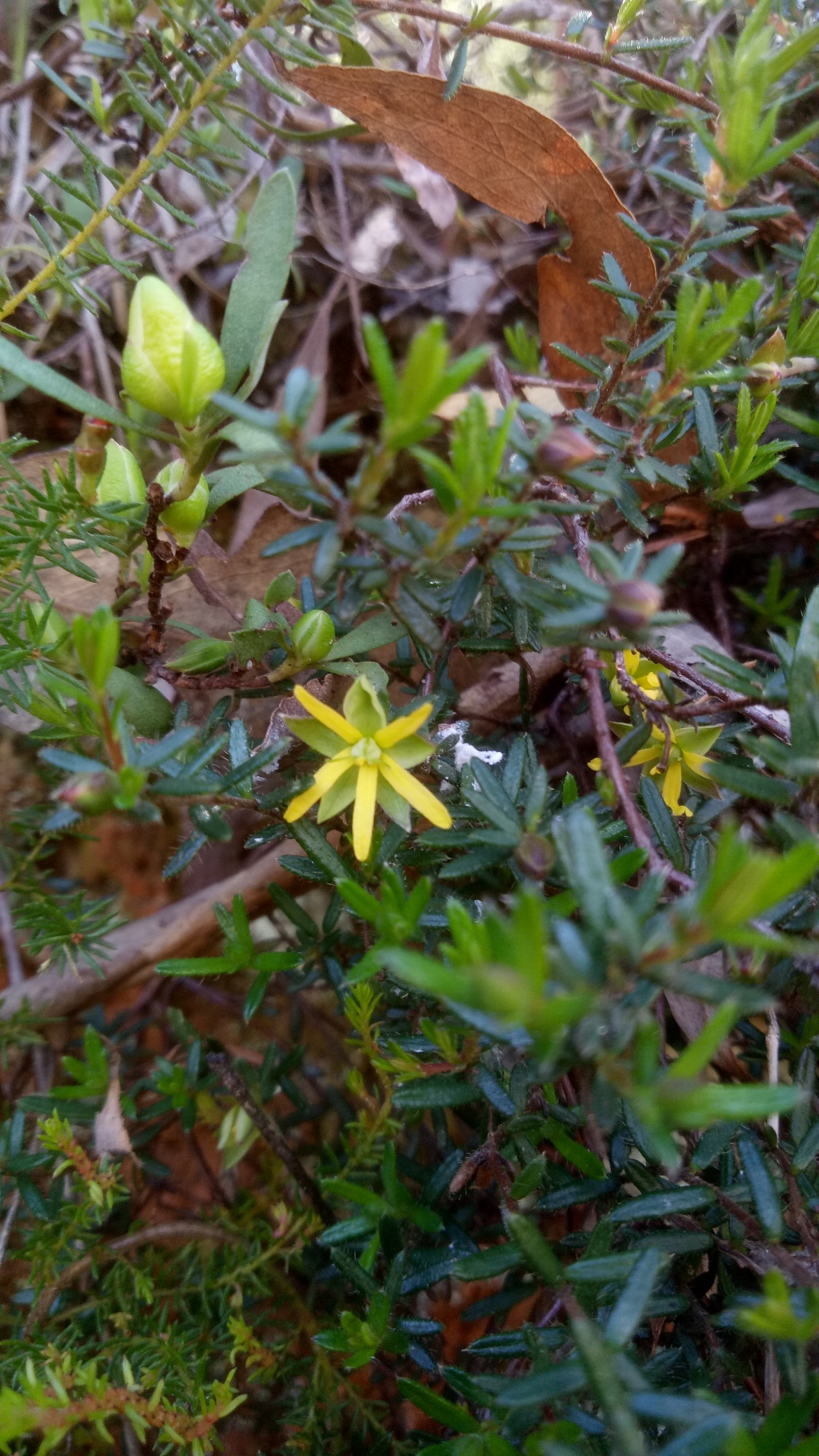 Hibbertia samaria (hero image)