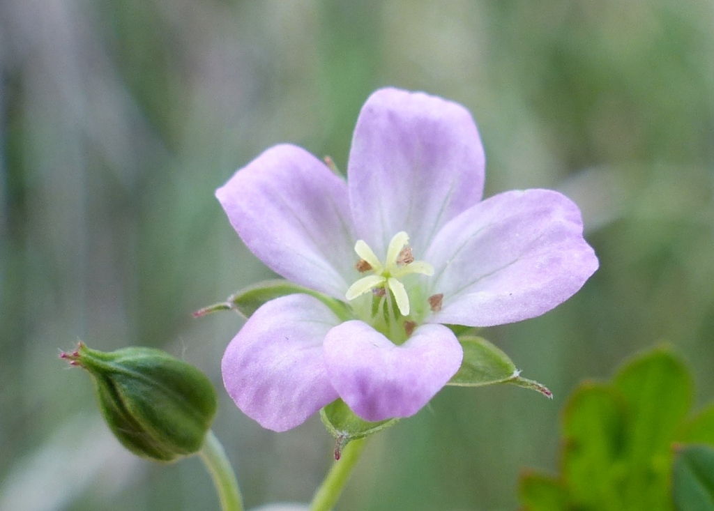Geranium sp. 5 (hero image)
