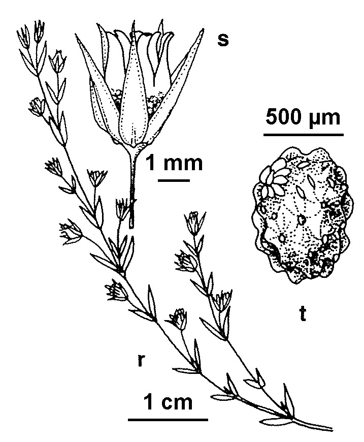 Stellaria multiflora (hero image)