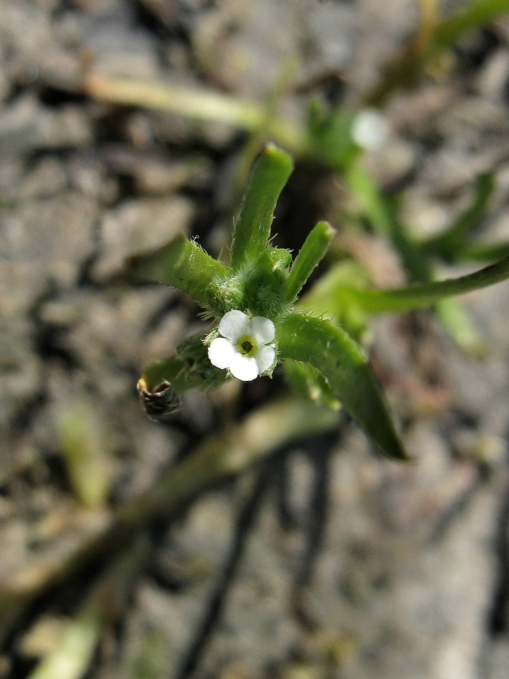 Plagiobothrys elachanthus (hero image)