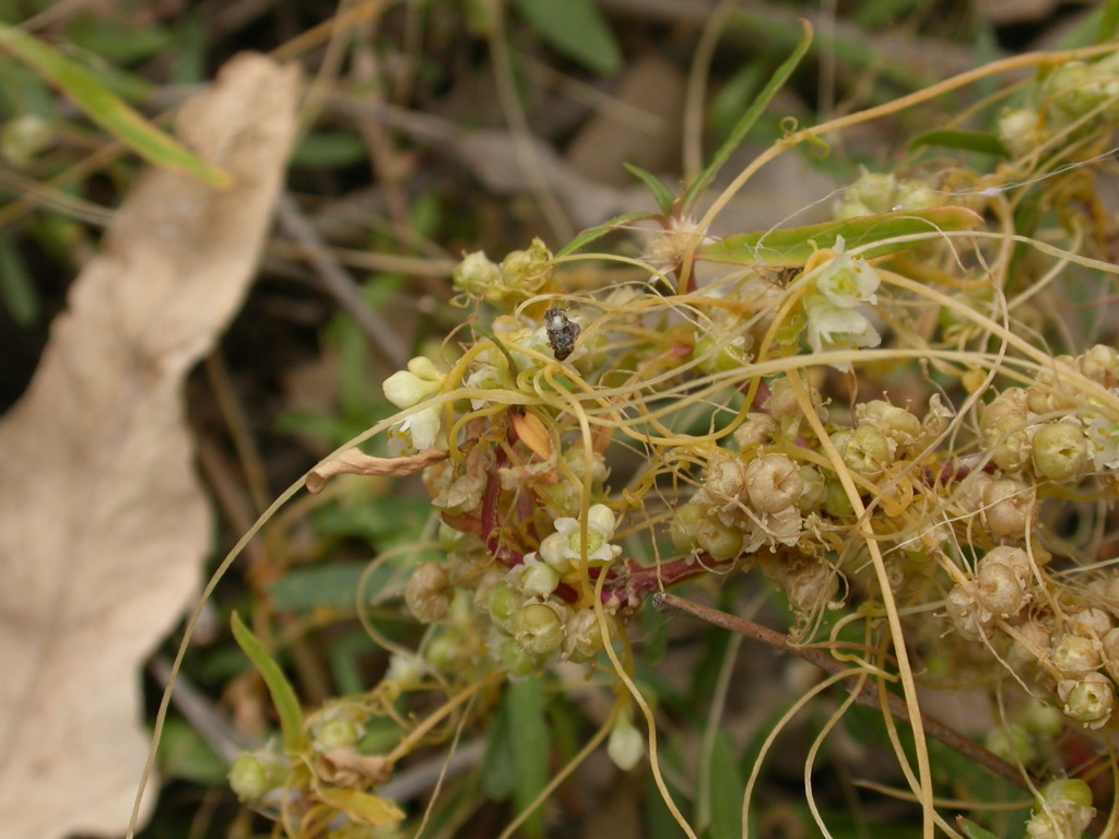 Cuscuta australis (hero image)