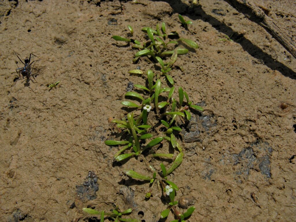 Glossostigma diandrum (hero image)