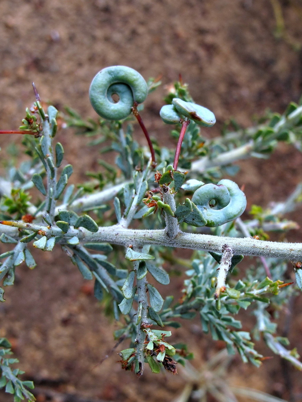 Acacia acanthoclada subsp. acanthoclada (hero image)