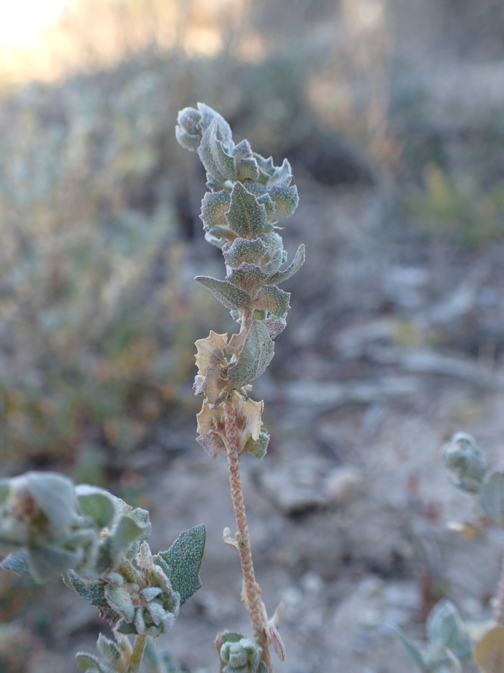 Atriplex pseudocampanulata (hero image)