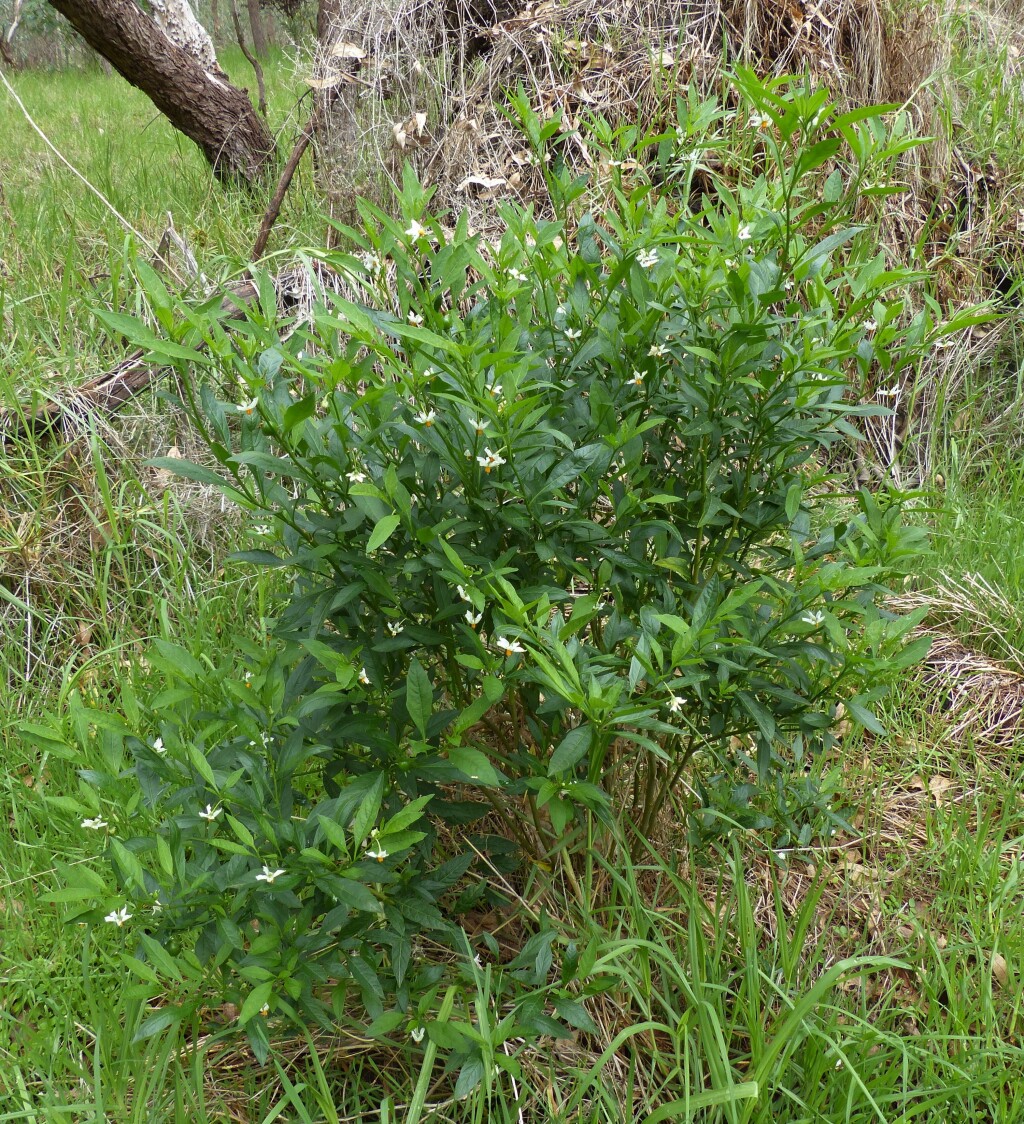 Solanum pseudocapsicum (hero image)