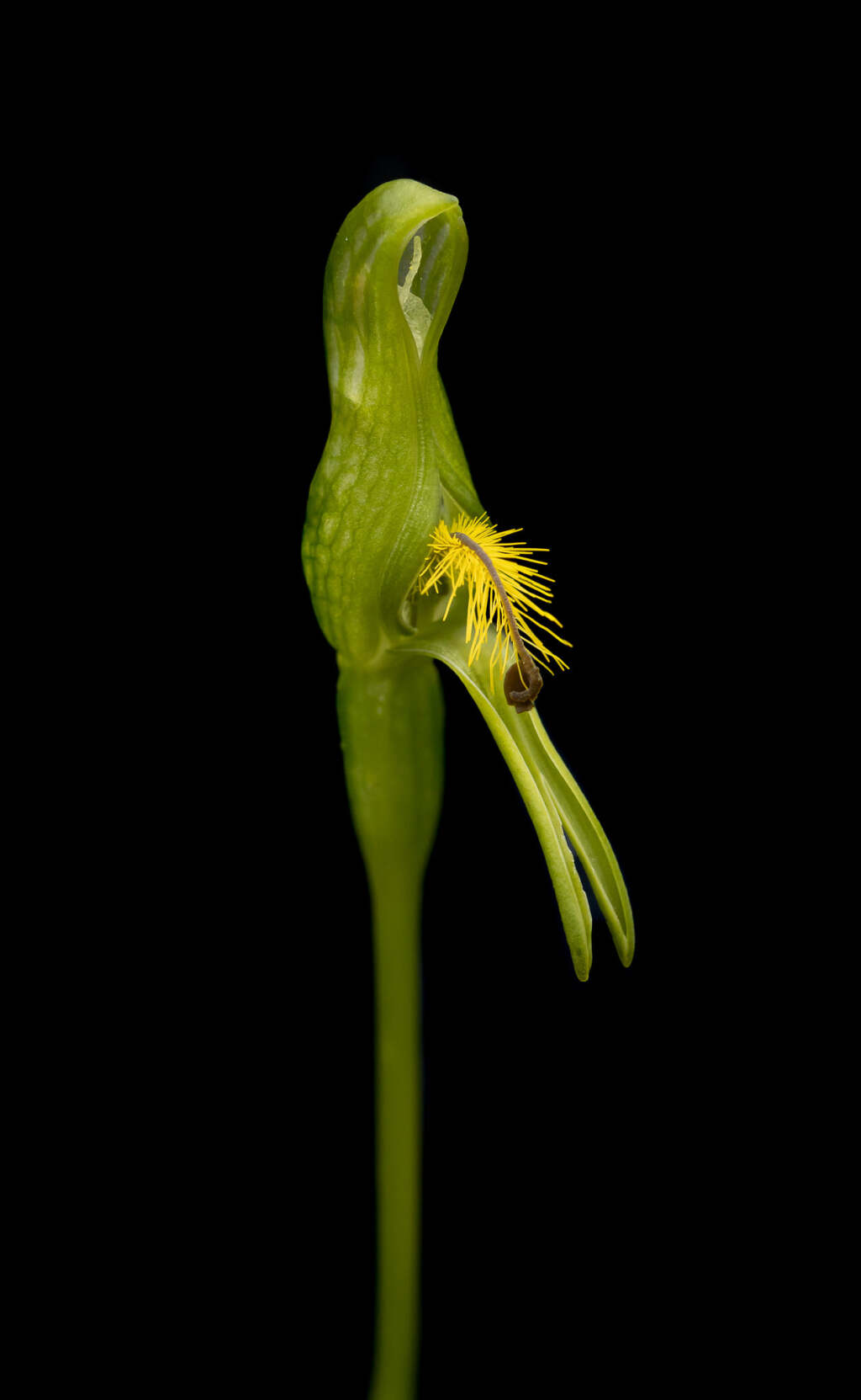 Pterostylis tasmanica (hero image)