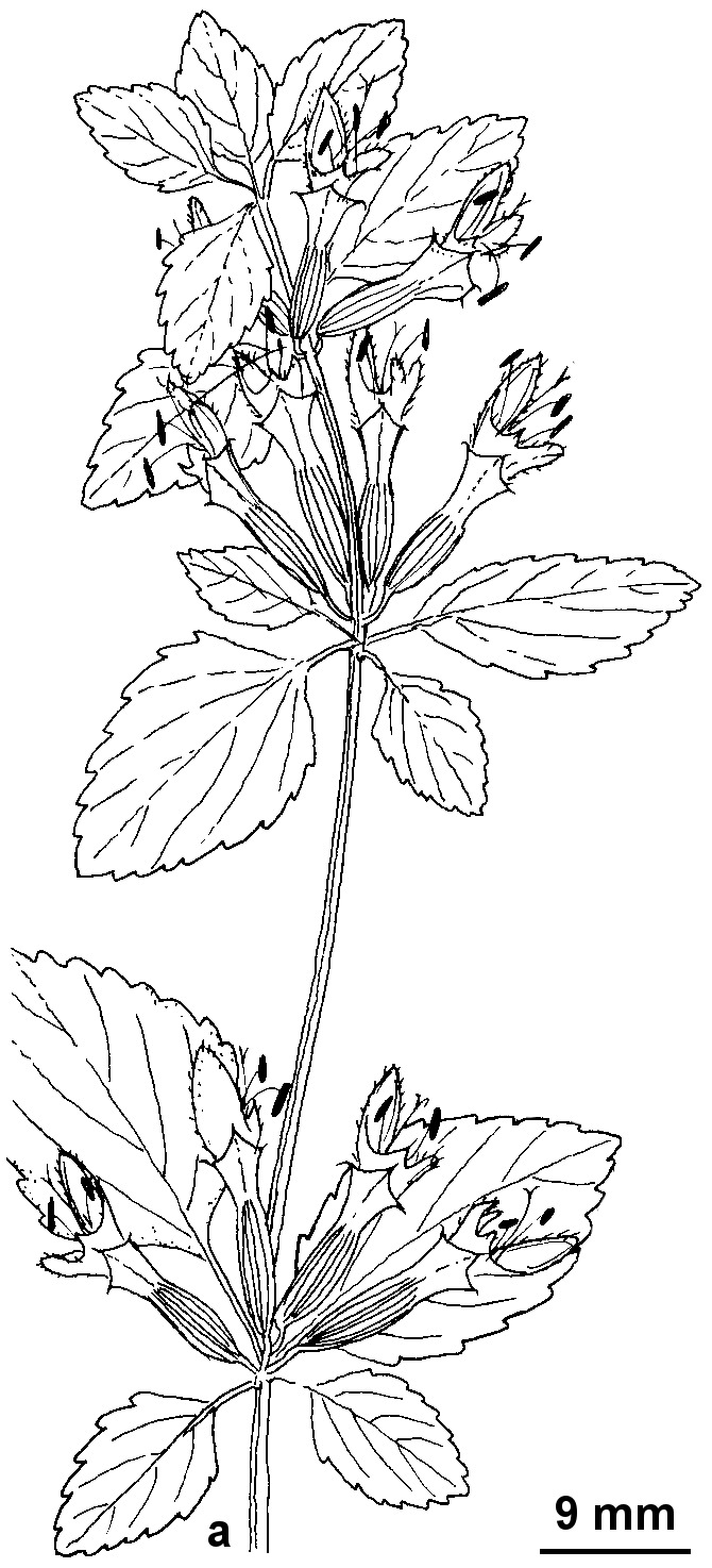 Ballota nigra subsp. foetida (hero image)