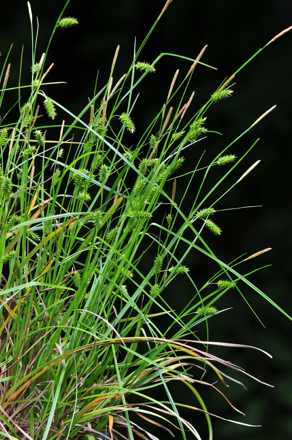 Carex punctata (hero image)