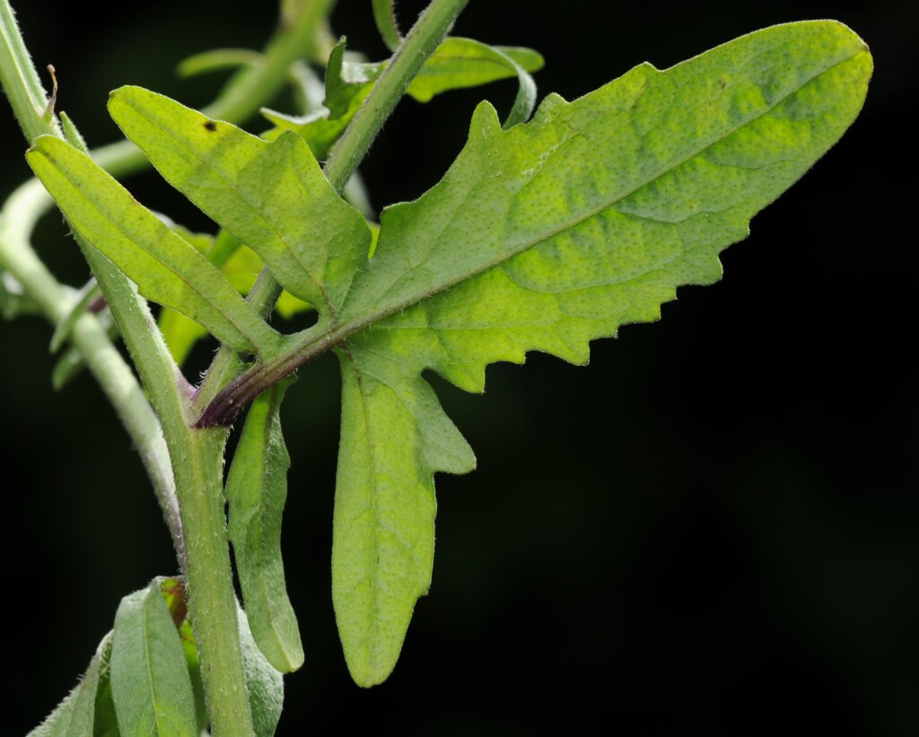 Sisymbrium officinale (hero image)