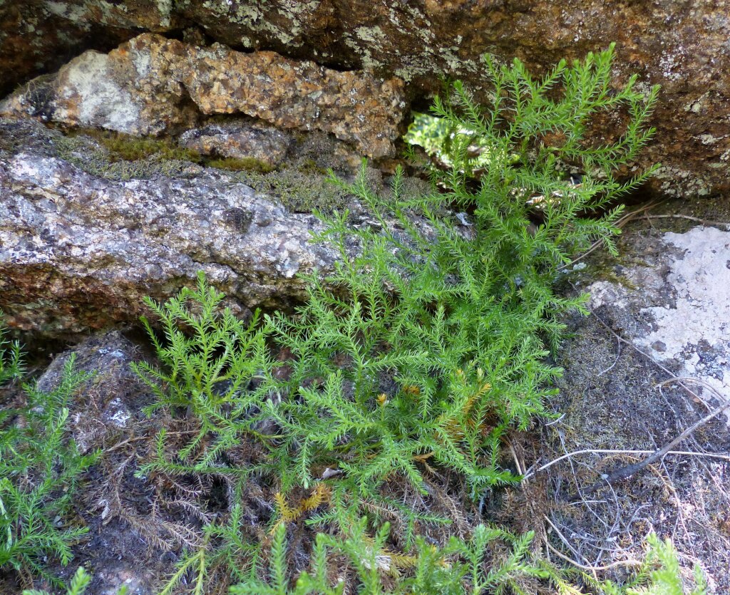 Lycopodium fastigiatum (hero image)