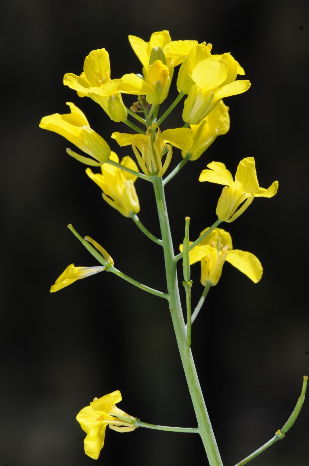 Brassica rapa (hero image)