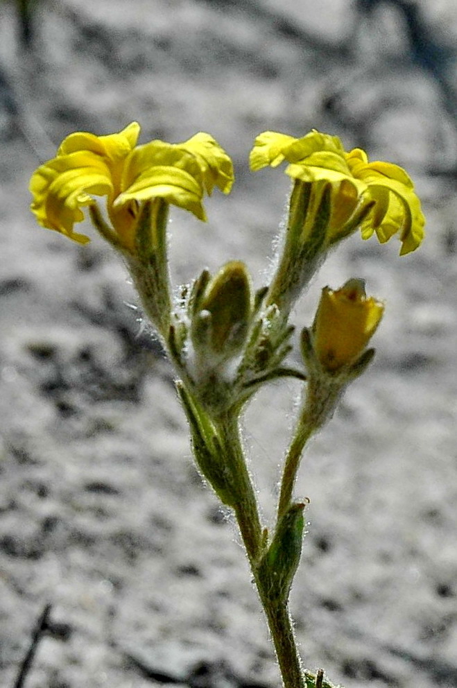 Goodenia robusta (hero image)