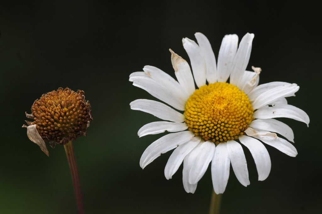 Leucanthemum vulgare (hero image)