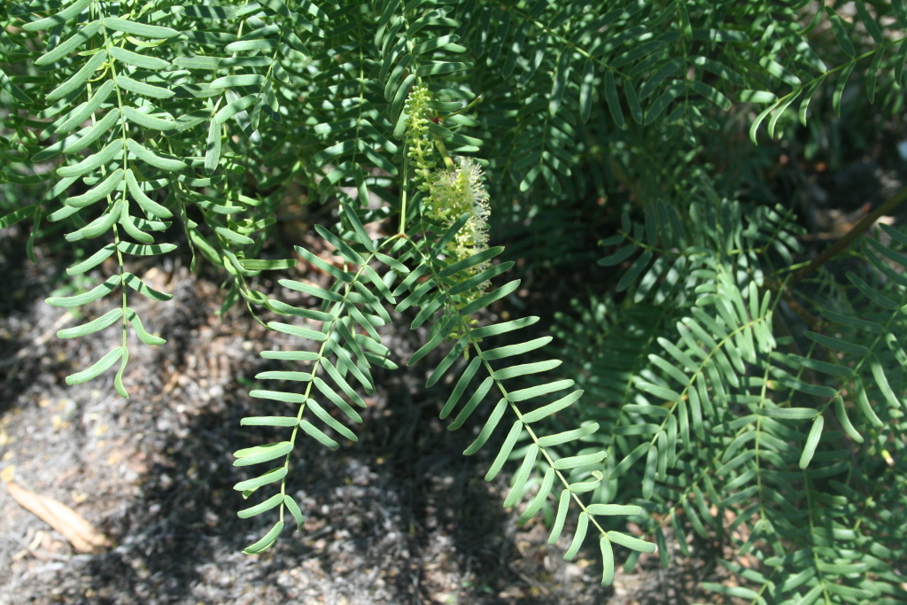 Prosopis glandulosa (hero image)