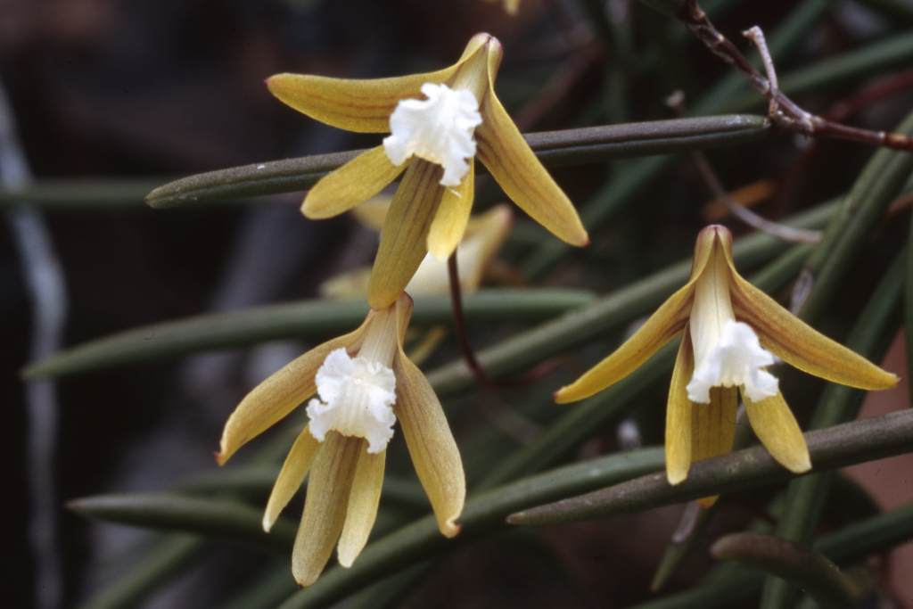 Dendrobium striolatum (hero image)