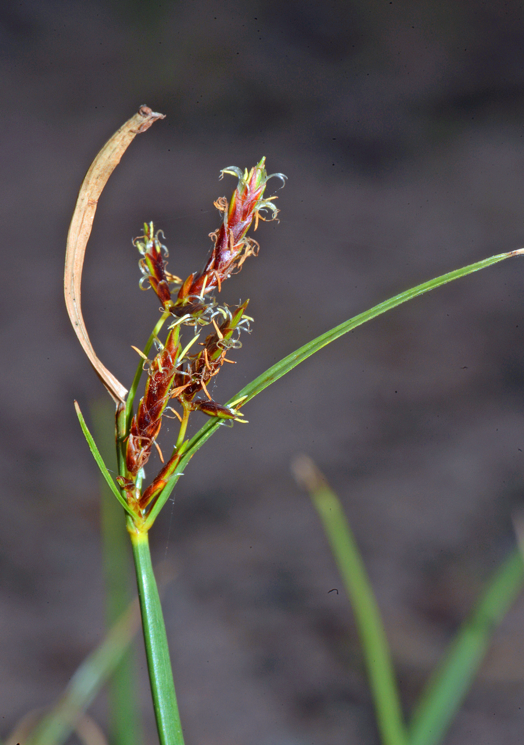 Cyperus (hero image)