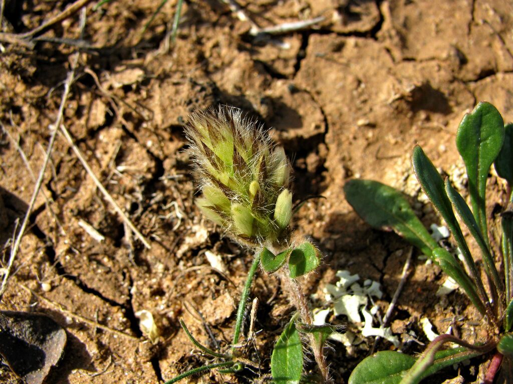 Ptilotus spathulatus (hero image)