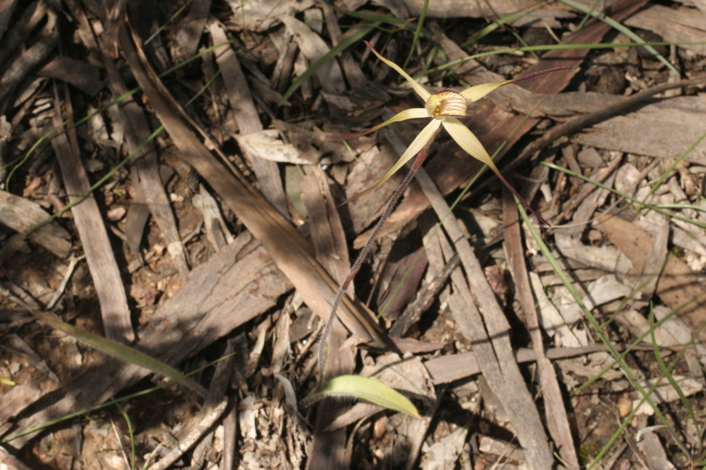 Caladenia fulva (hero image)