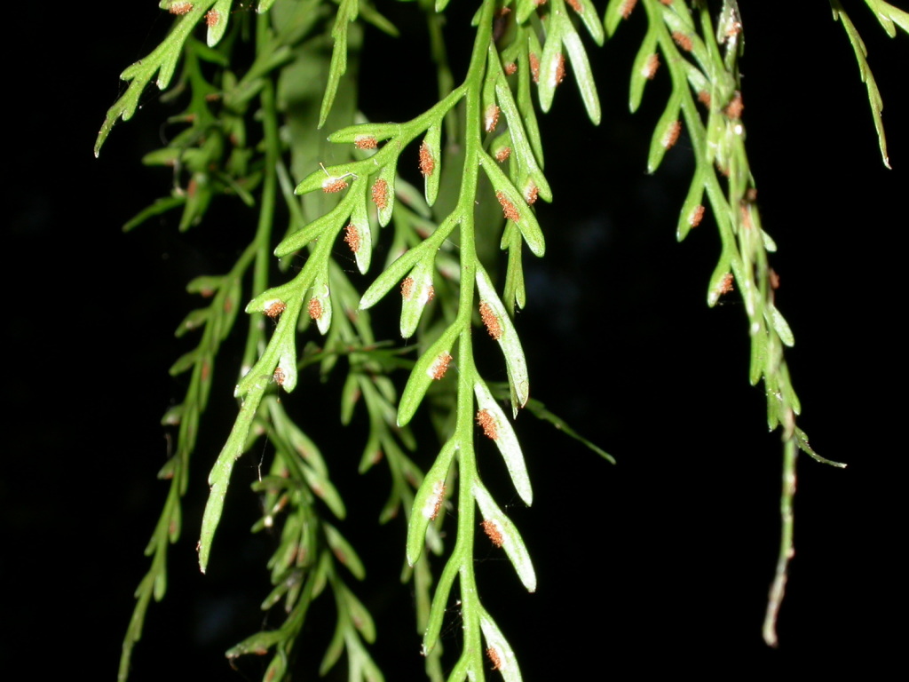 Asplenium flaccidum (hero image)