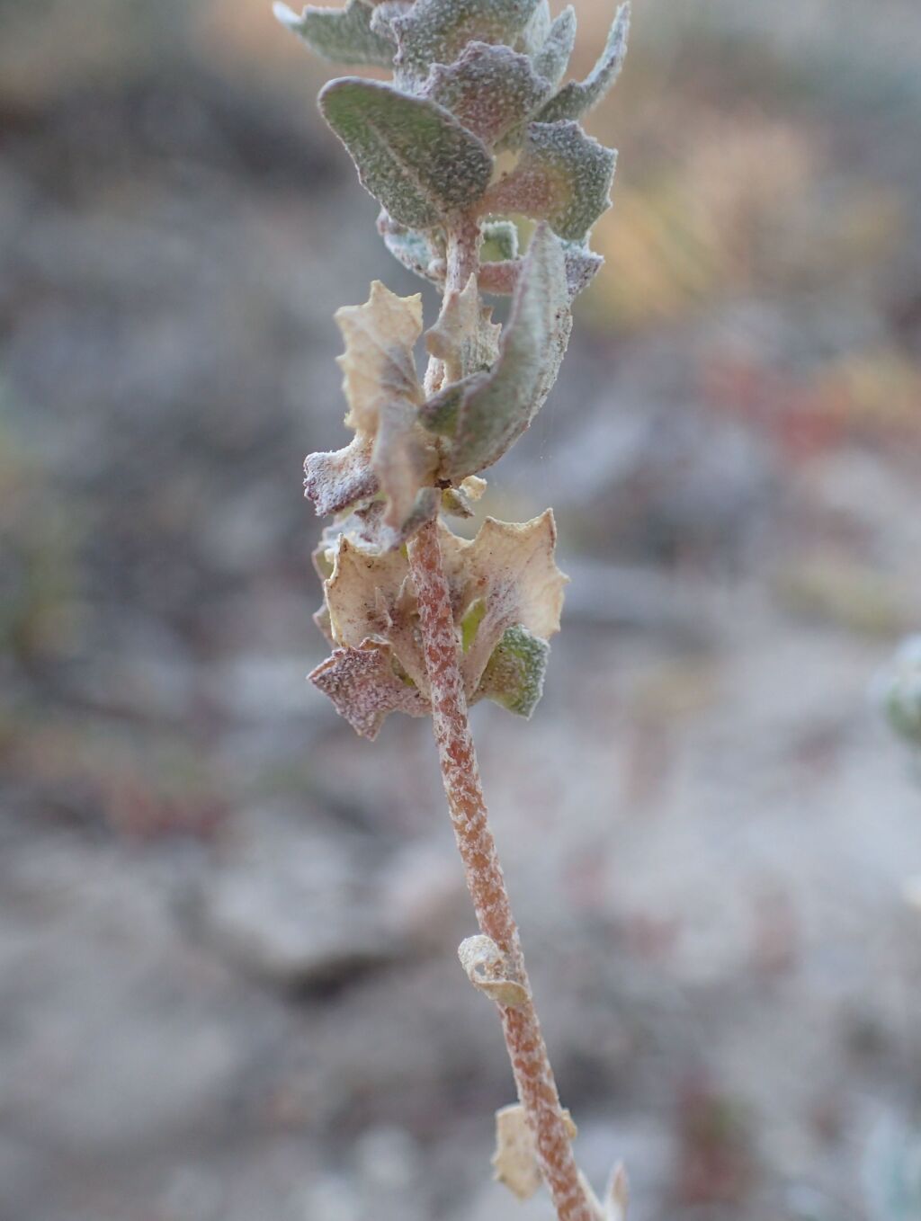 Atriplex pseudocampanulata (hero image)
