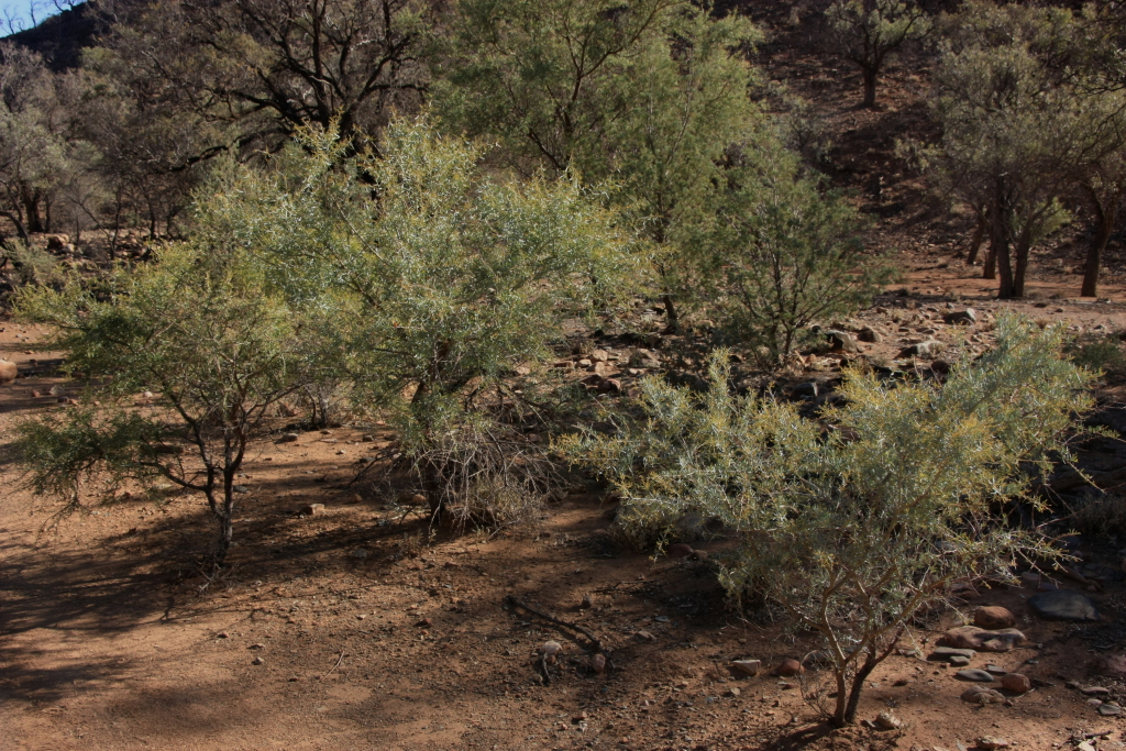 Acacia victoriae subsp. victoriae (hero image)