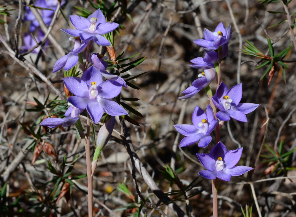 Thelymitra alcockiae (hero image)