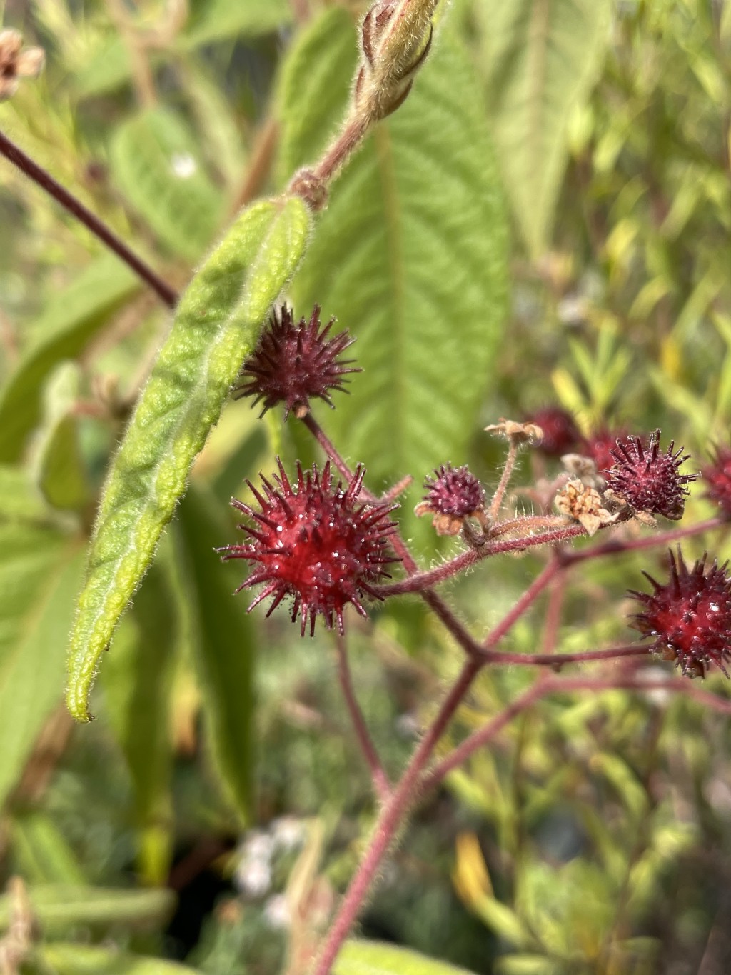 Commersonia dasyphylla (hero image)