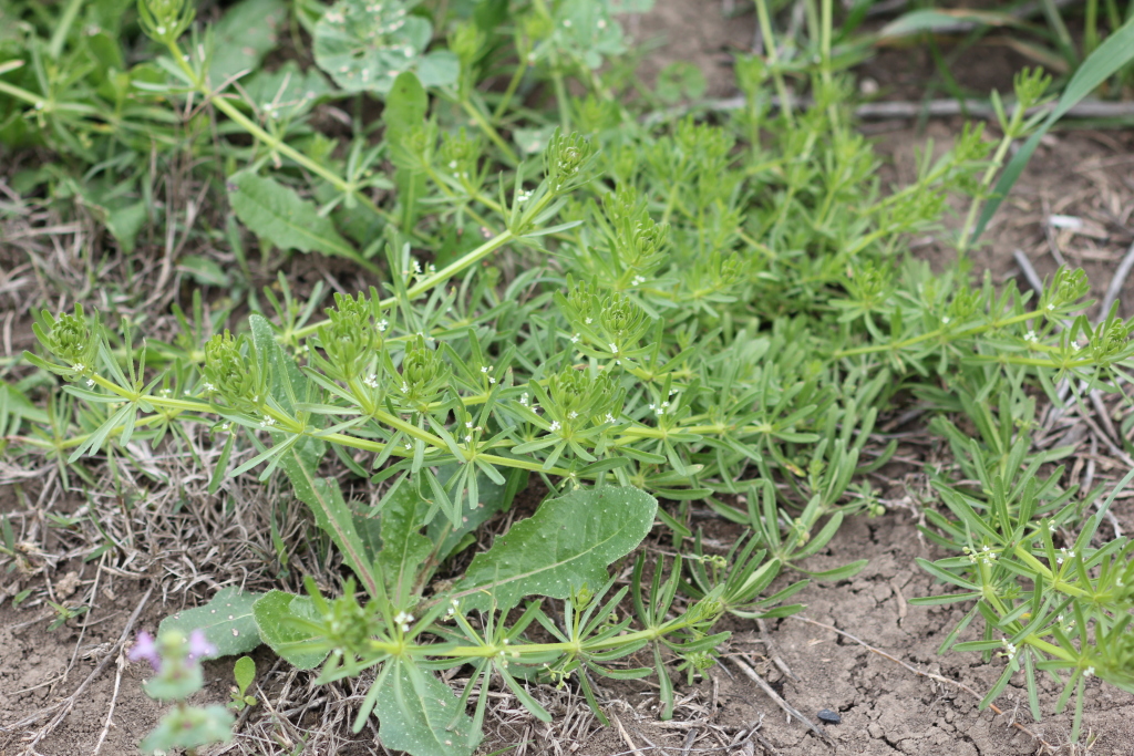 Galium tricornutum (hero image)