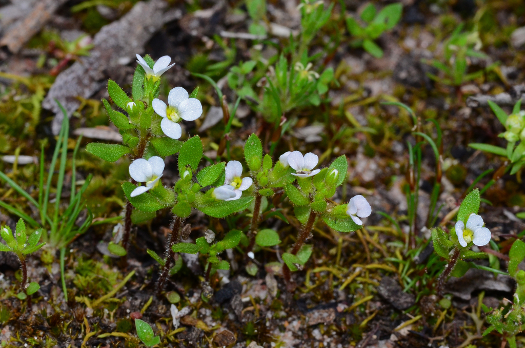 Stylidiaceae (hero image)