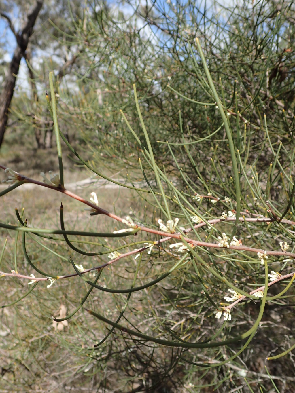 Hakea rostrata (hero image)