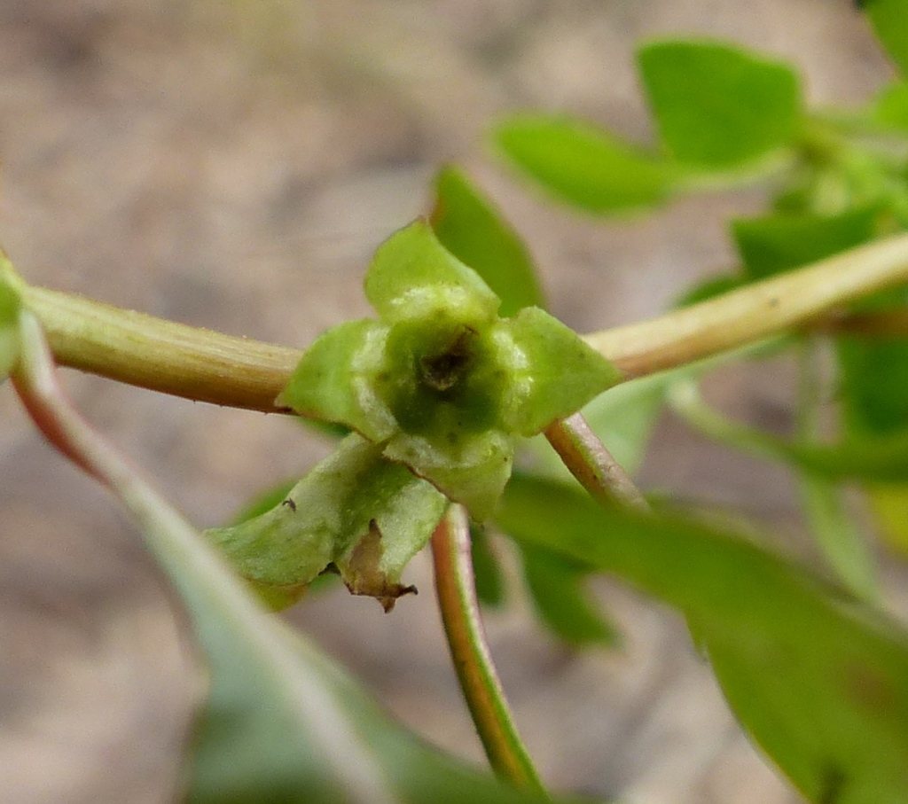 Ludwigia palustris (hero image)