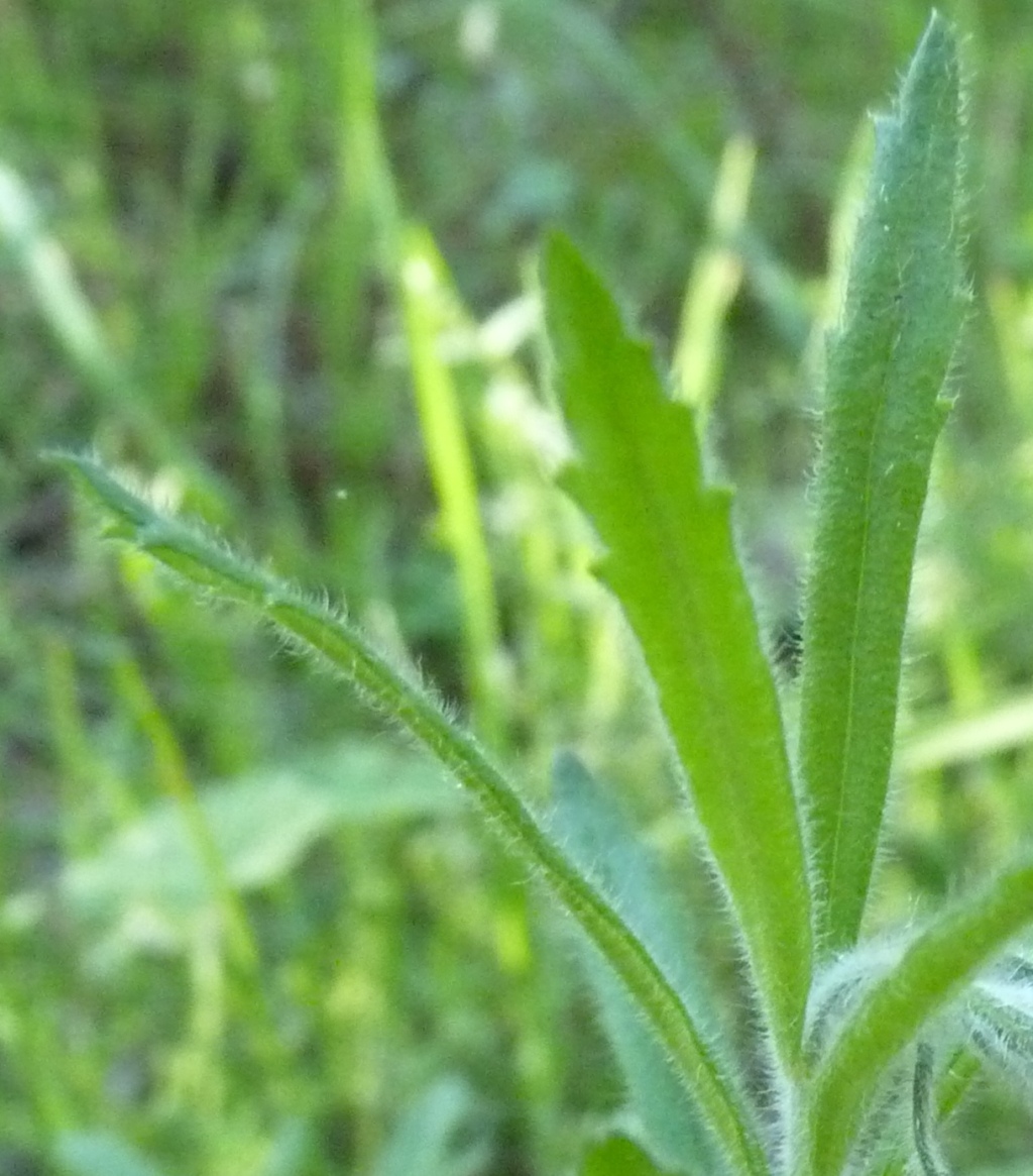 Epilobium hirtigerum (hero image)