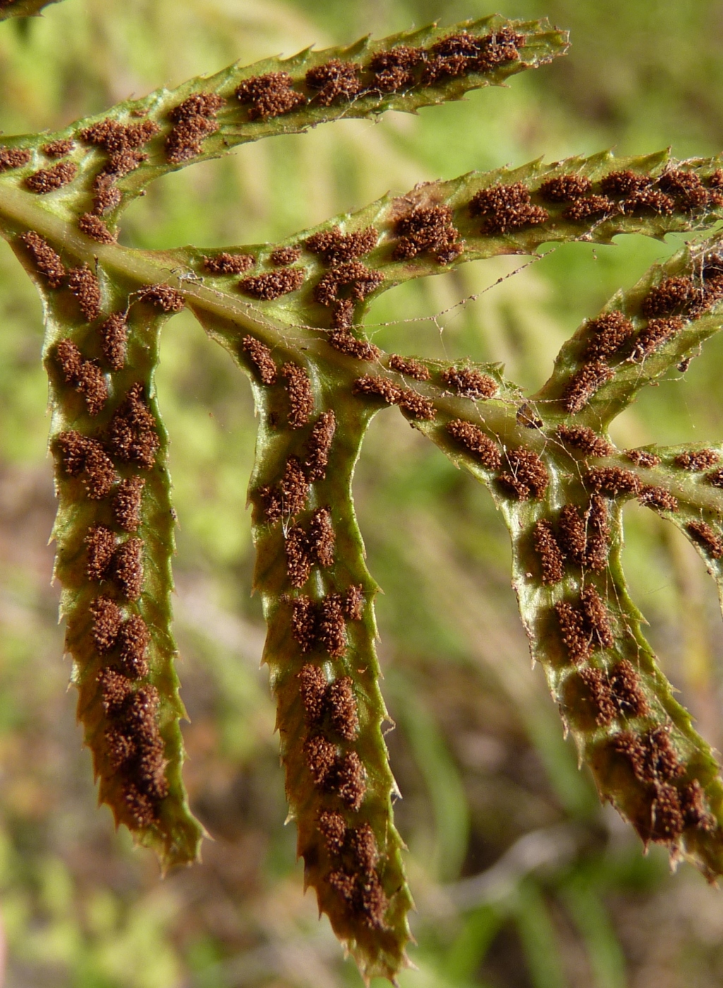 Blechnum parrisiae (hero image)