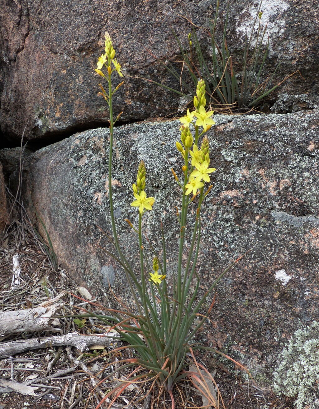 Bulbine glauca (hero image)