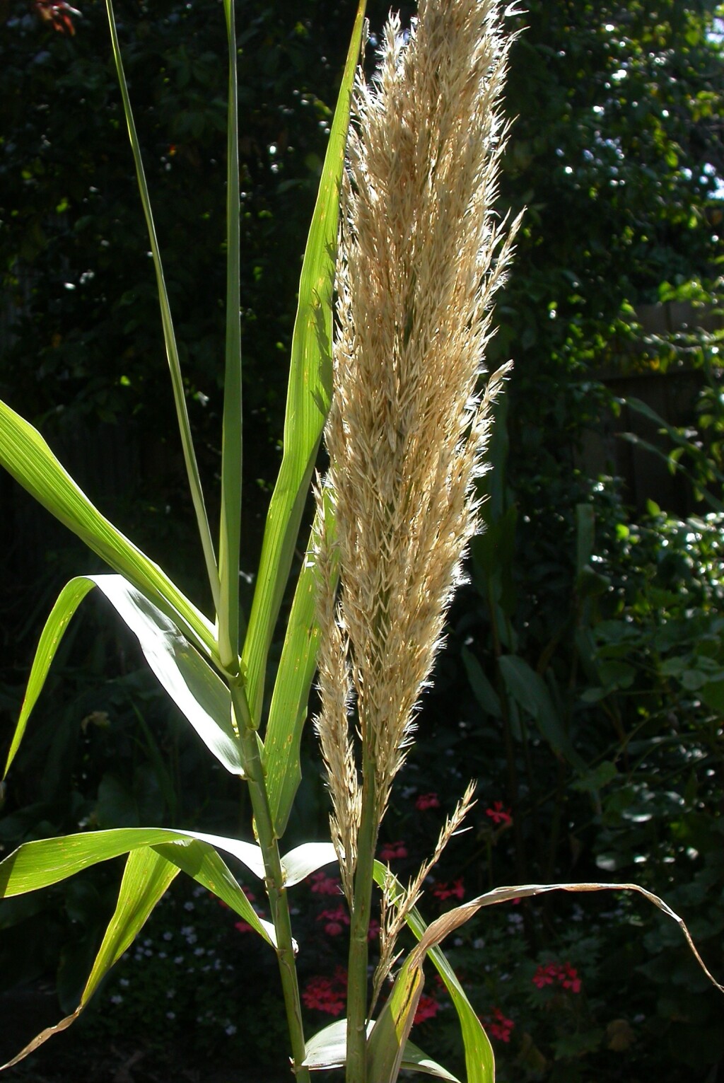 Arundo (hero image)