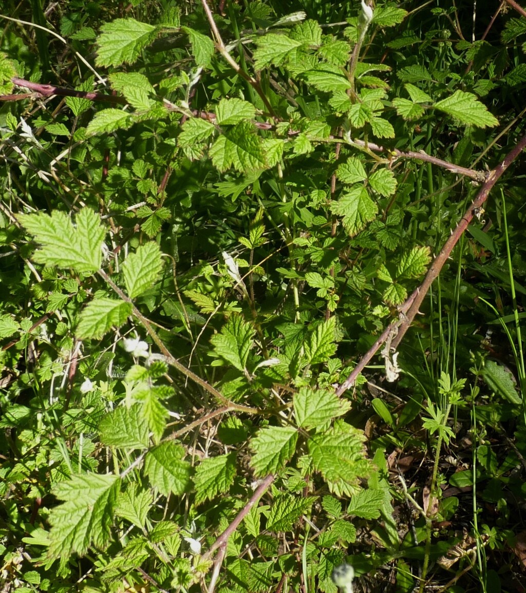 Rubus parvifolius (hero image)
