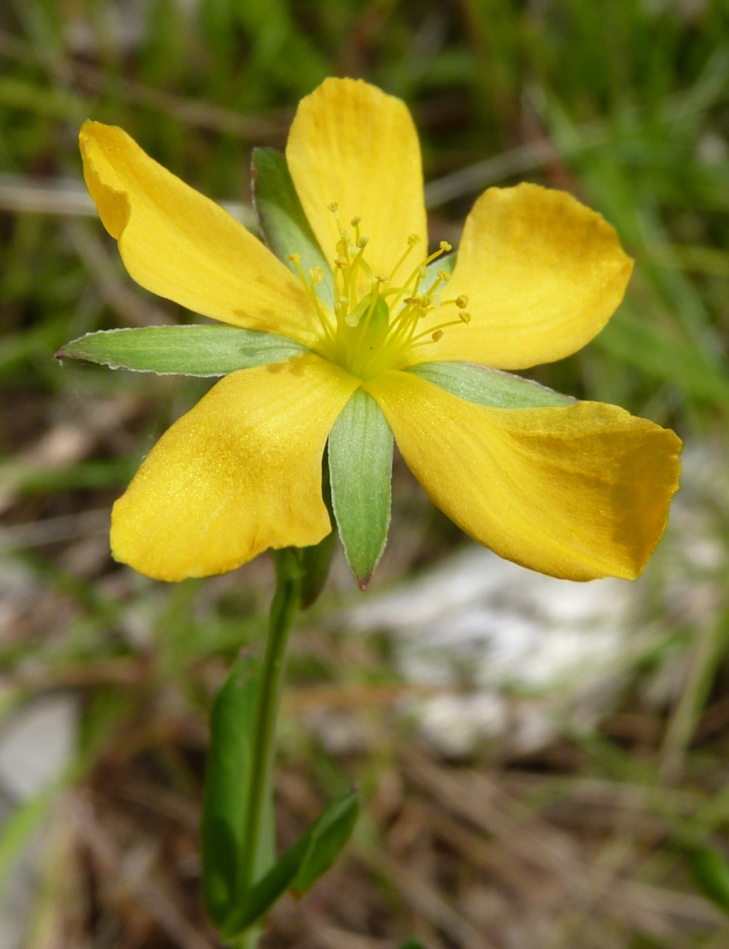 Hypericum gramineum (hero image)