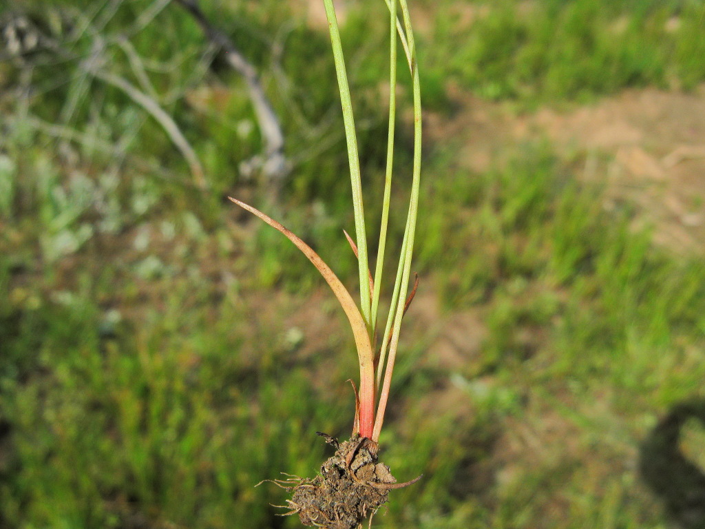 Juncus capitatus (hero image)