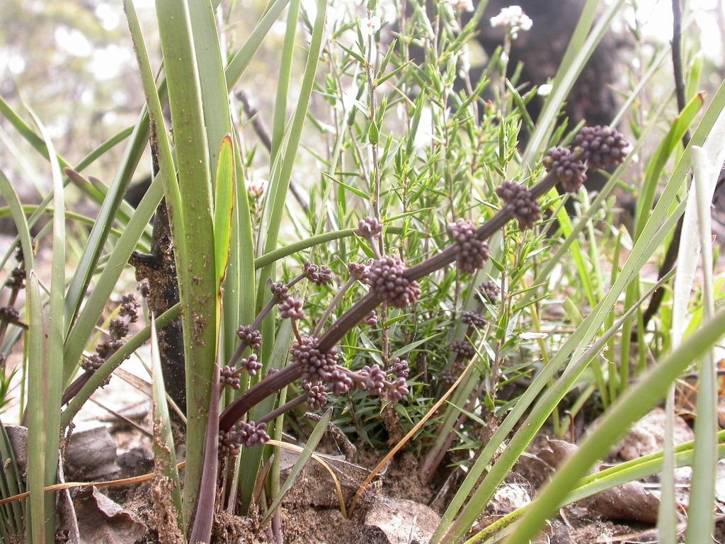 Lomandra multiflora (hero image)