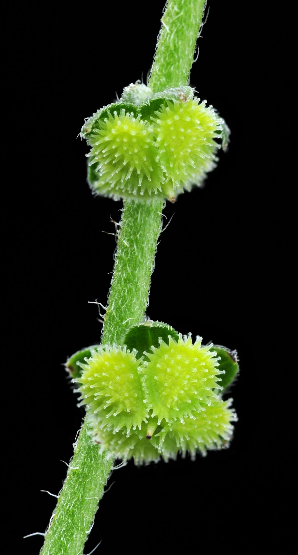 Cynoglossum (hero image)