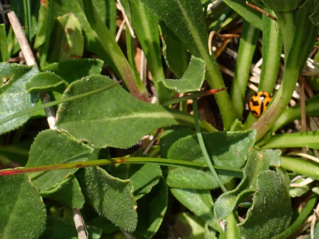 Pappochroma nitidum (hero image)