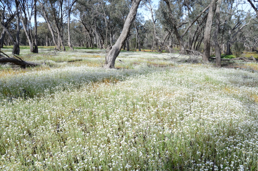 Rhodanthe corymbiflora (hero image)