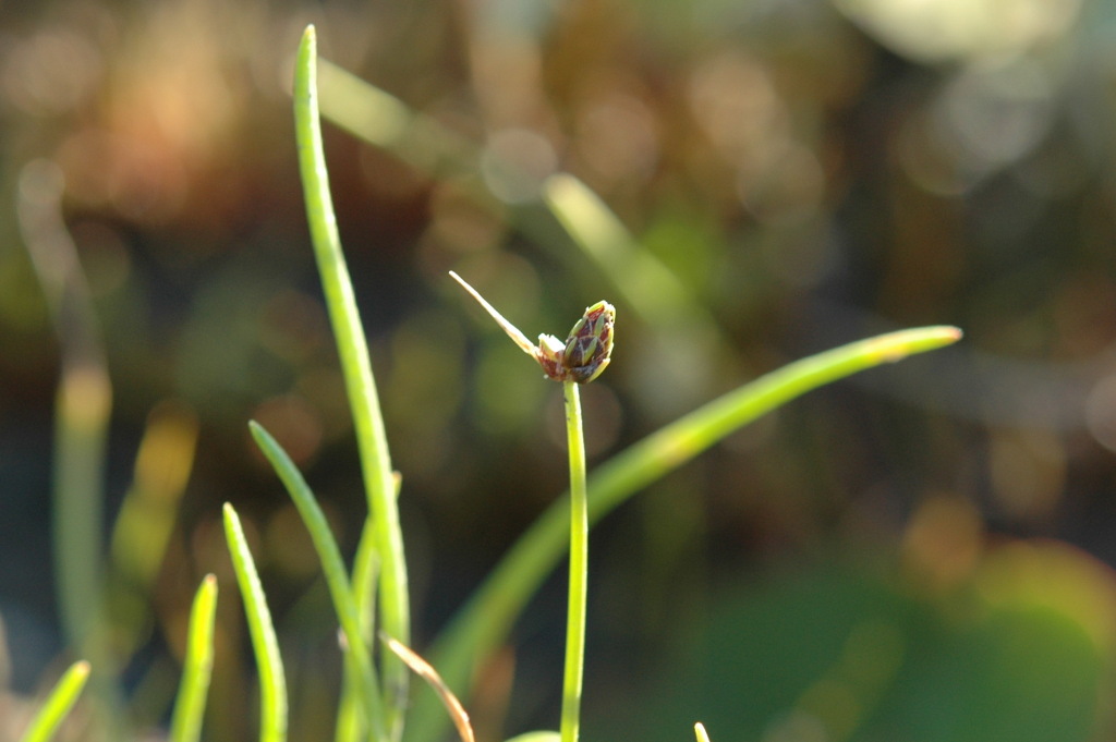 Isolepis hookeriana (hero image)