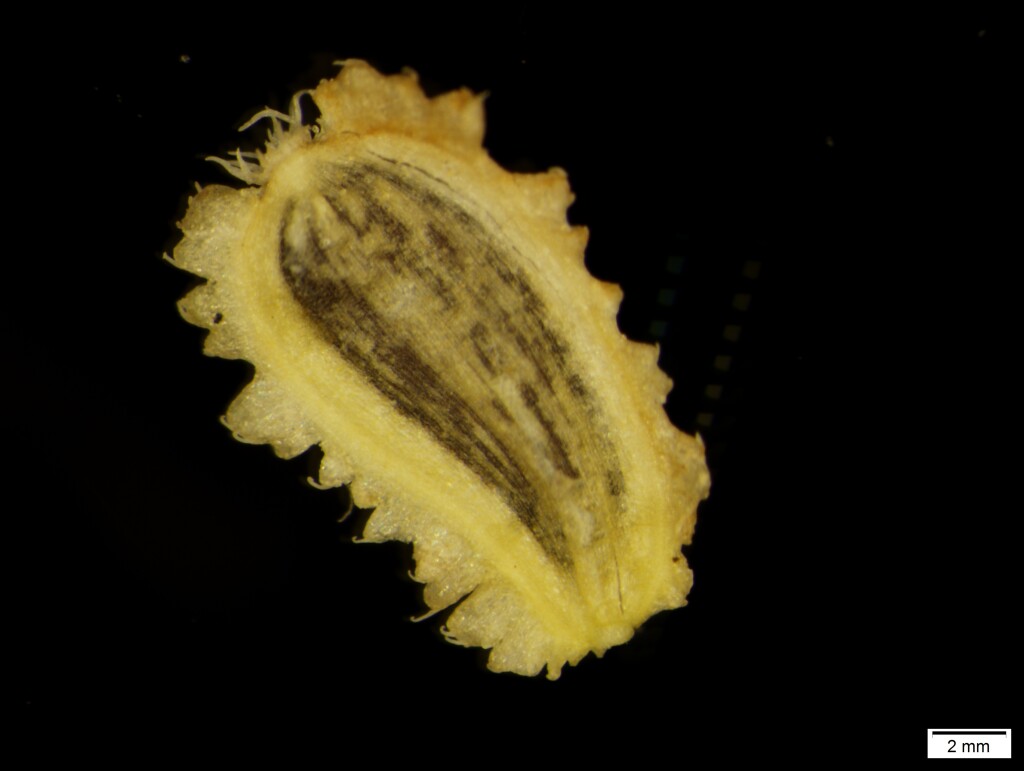 Brachyscome rigidula (hero image)