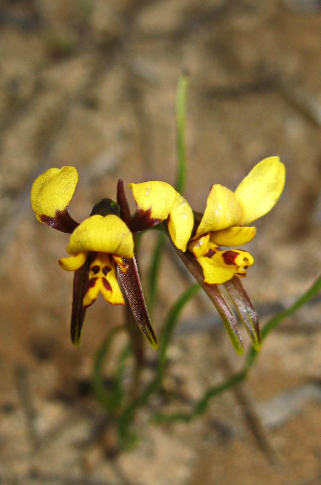 Diuris (hero image)