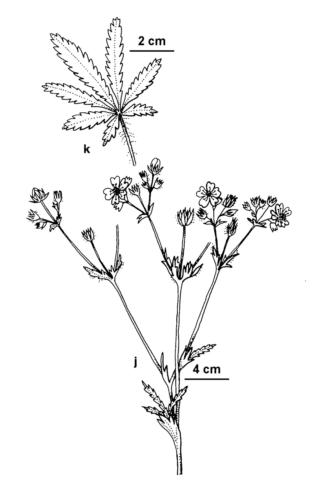 Potentilla recta (hero image)