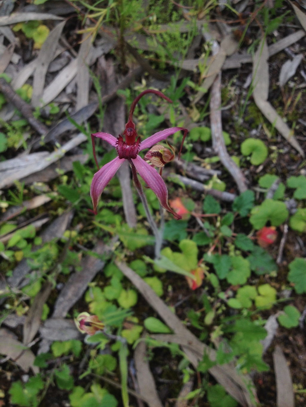 Caladenia formosa (hero image)